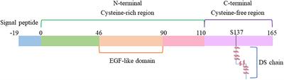 Endocan: A Key Player of Cardiovascular Disease